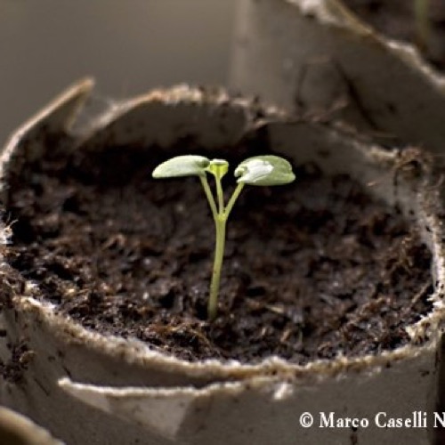 Premio Scenario Infanzia 2010