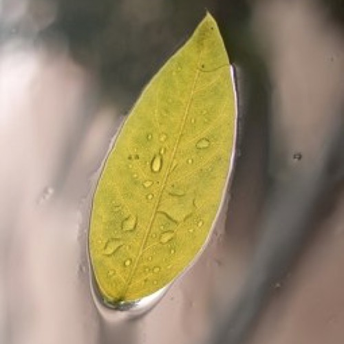 Premio Scenario 2011